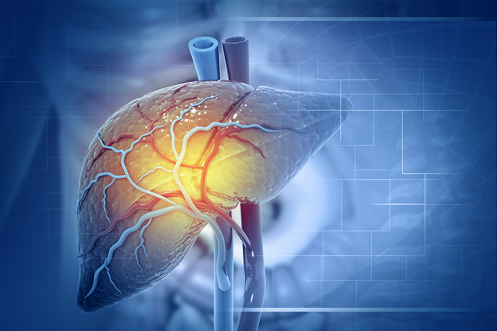 Illustration of human liver anatomy.
